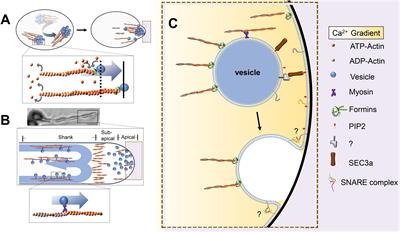 Secretory Vesicles Targeted to Plasma Membrane During Pollen Germination and Tube Growth